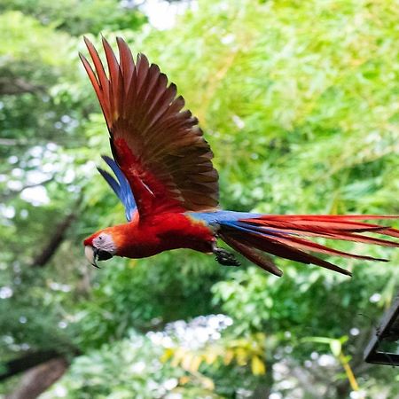 Jungle Lodge At Wild Sun Rescue Center Cabuya  外观 照片