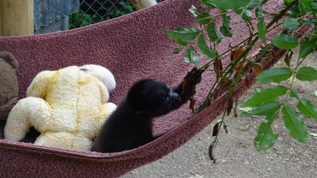 Jungle Lodge At Wild Sun Rescue Center Cabuya  外观 照片