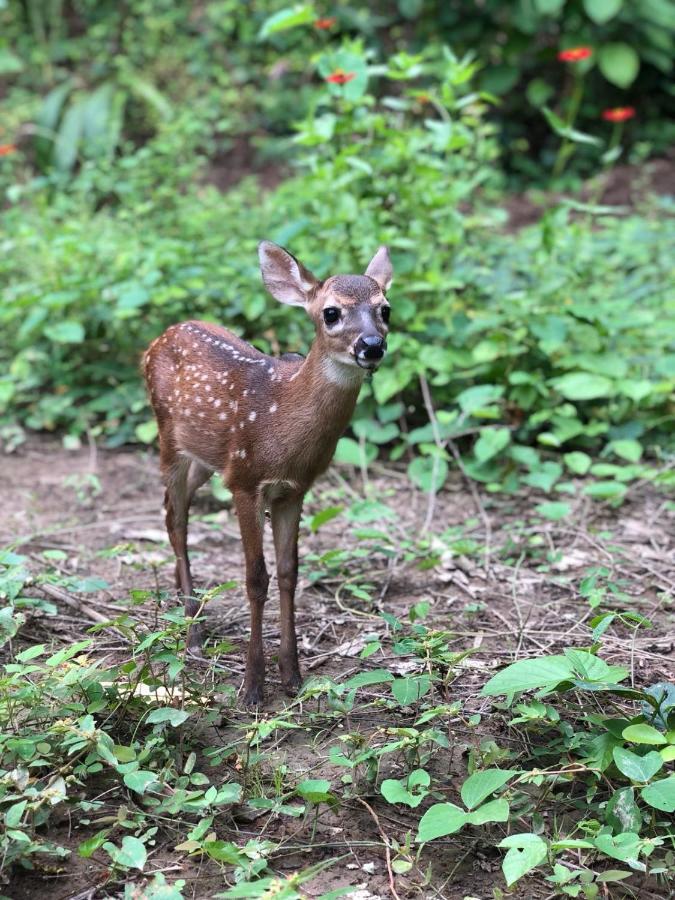 Jungle Lodge At Wild Sun Rescue Center Cabuya  外观 照片