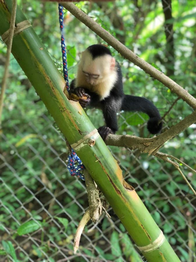 Jungle Lodge At Wild Sun Rescue Center Cabuya  外观 照片