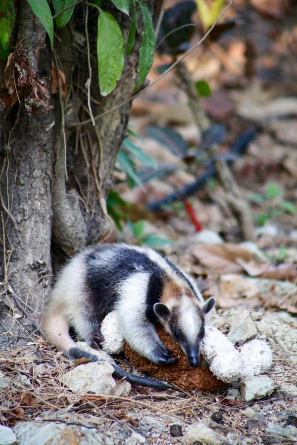 Jungle Lodge At Wild Sun Rescue Center Cabuya  外观 照片